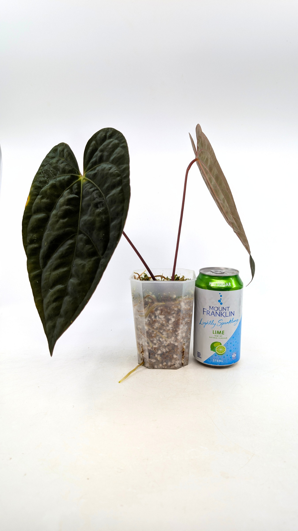 Anthurium RVDP X Papillilaminum — The Leaf Gallery
